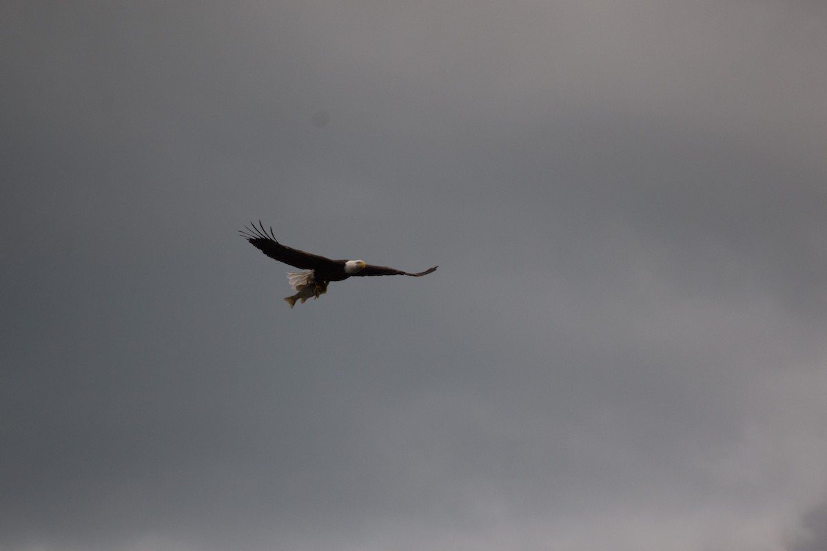 Pigargo Americano - ML643813755