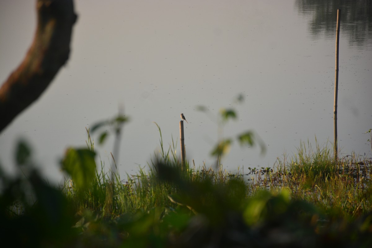 Ухаа дунхай - ML643813763