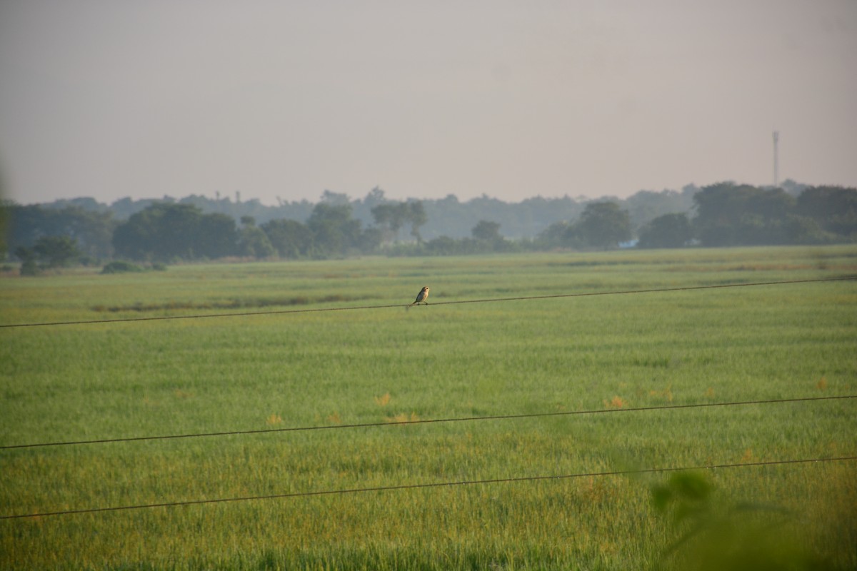 Ухаа дунхай - ML643813764