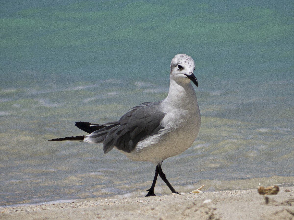 Laughing Gull - ML643813771