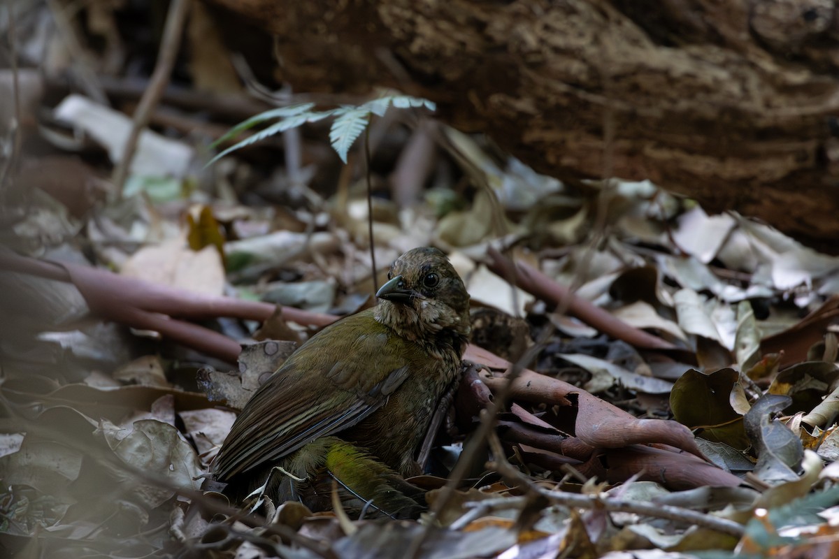 Eastern Whipbird - ML643813772