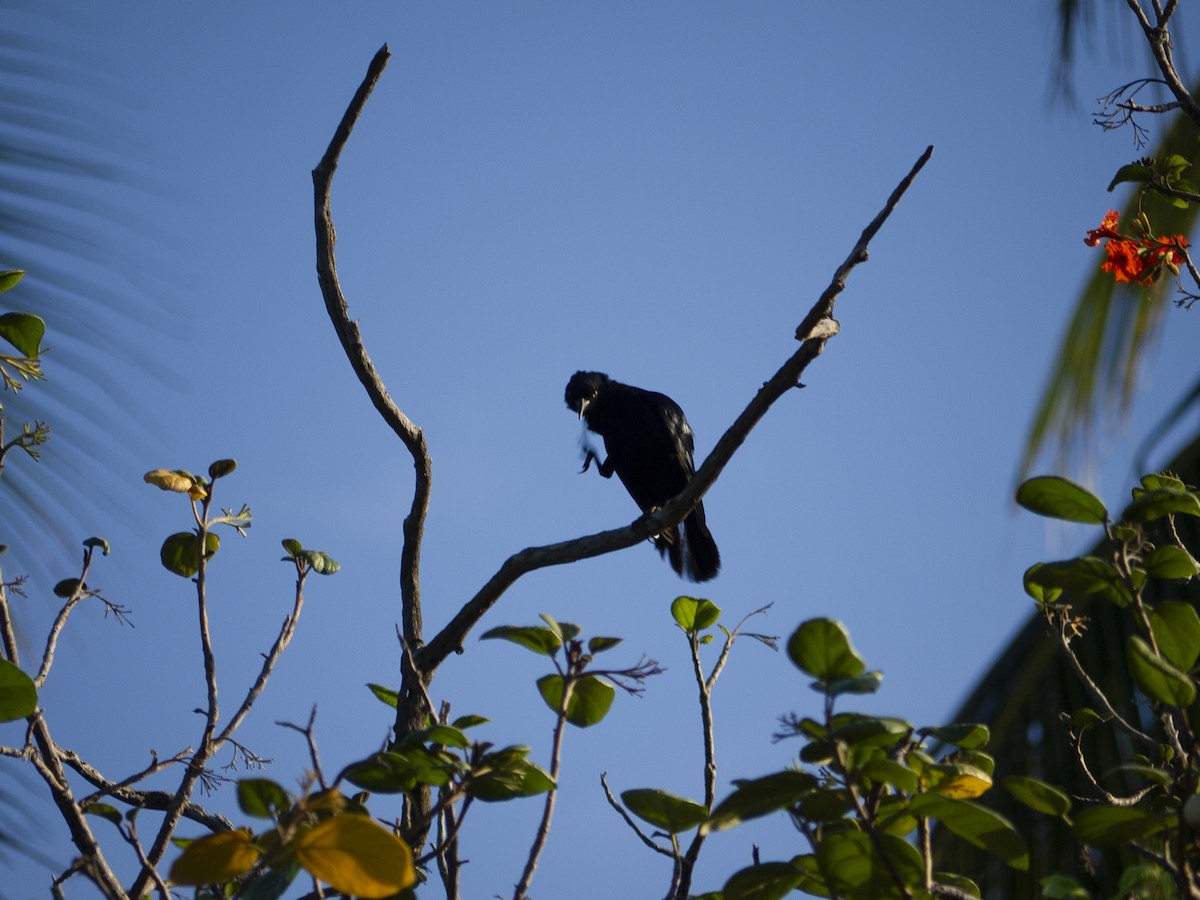 Greater Antillean Grackle - ML643813783