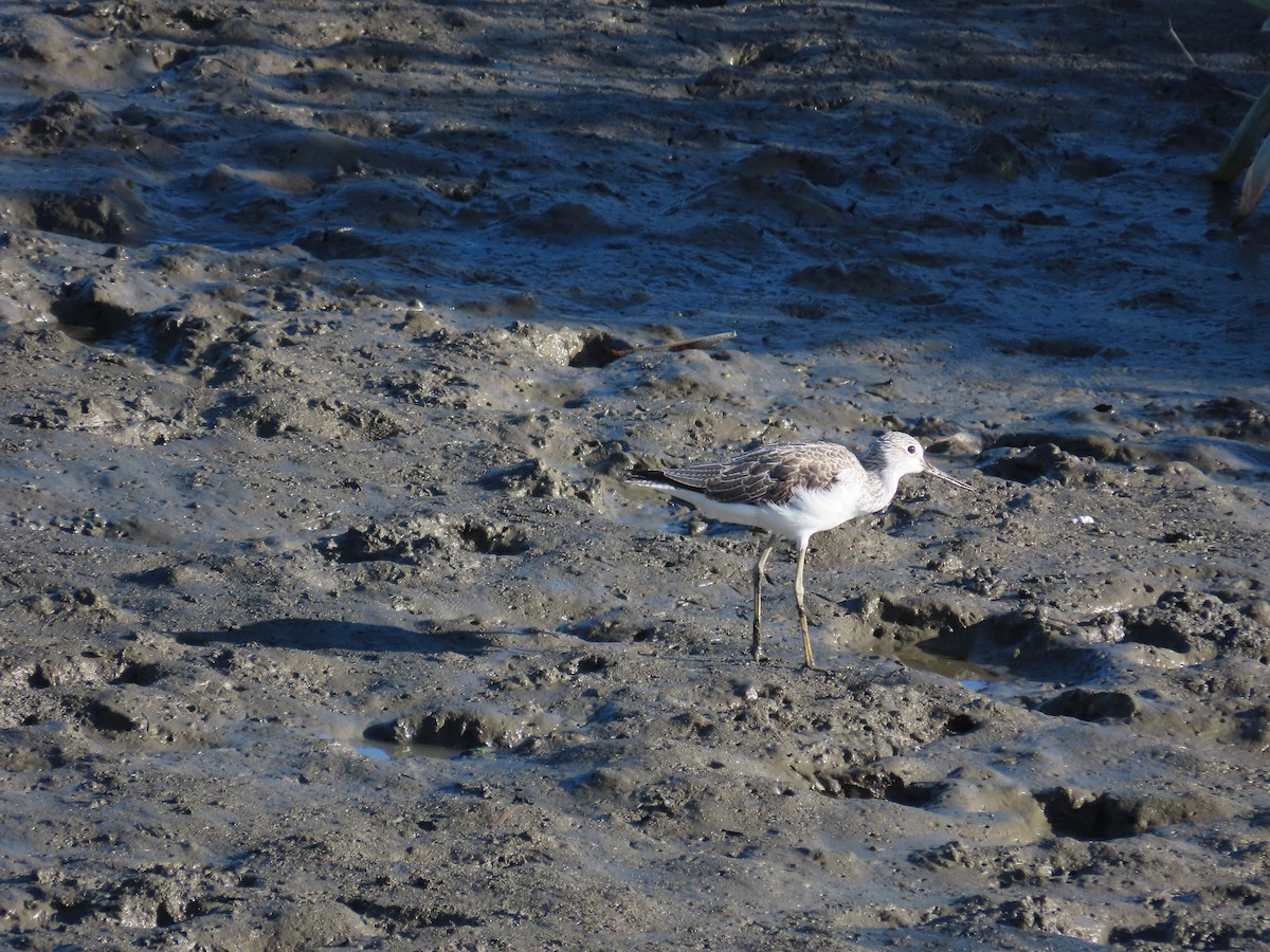 Common Greenshank - ML643813789