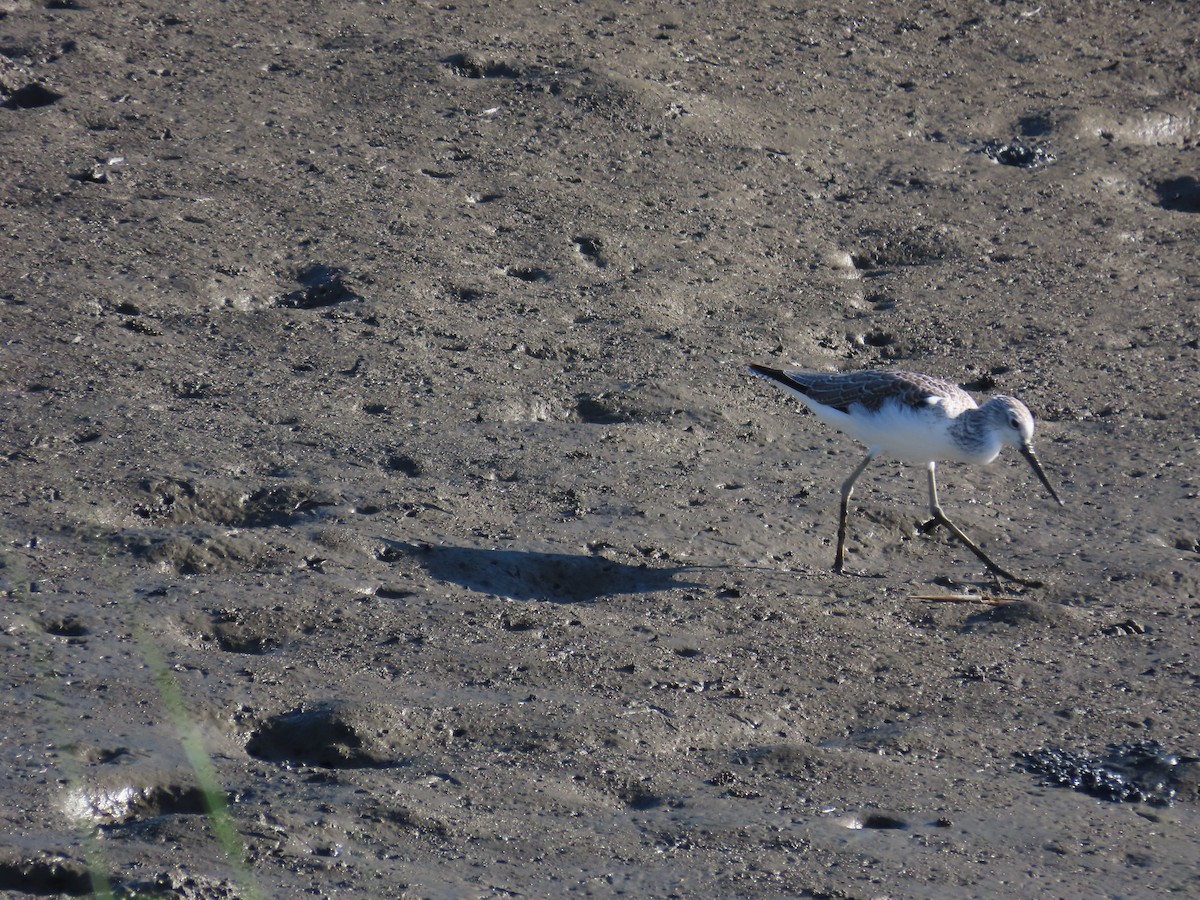 Common Greenshank - ML643813795