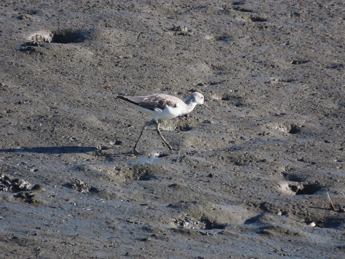 Common Greenshank - ML643813797