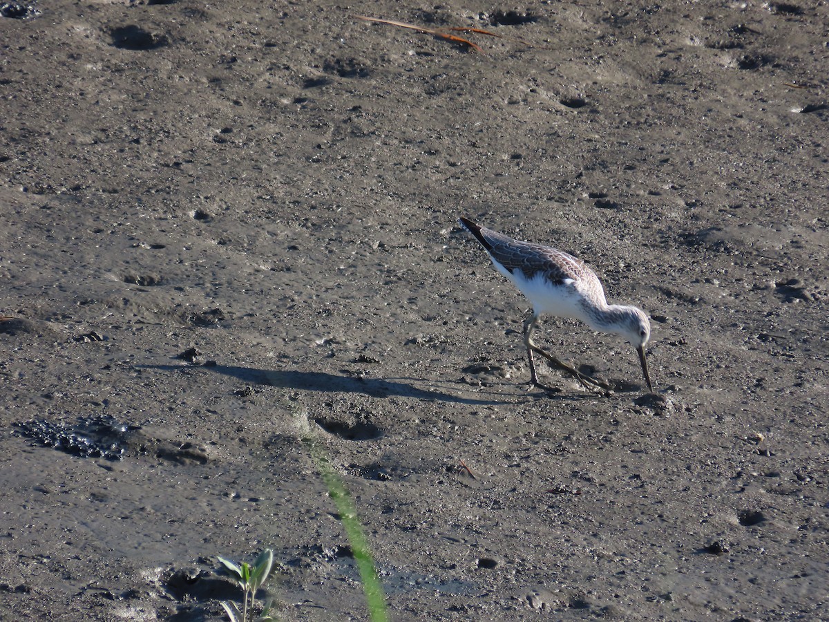 Common Greenshank - ML643813798