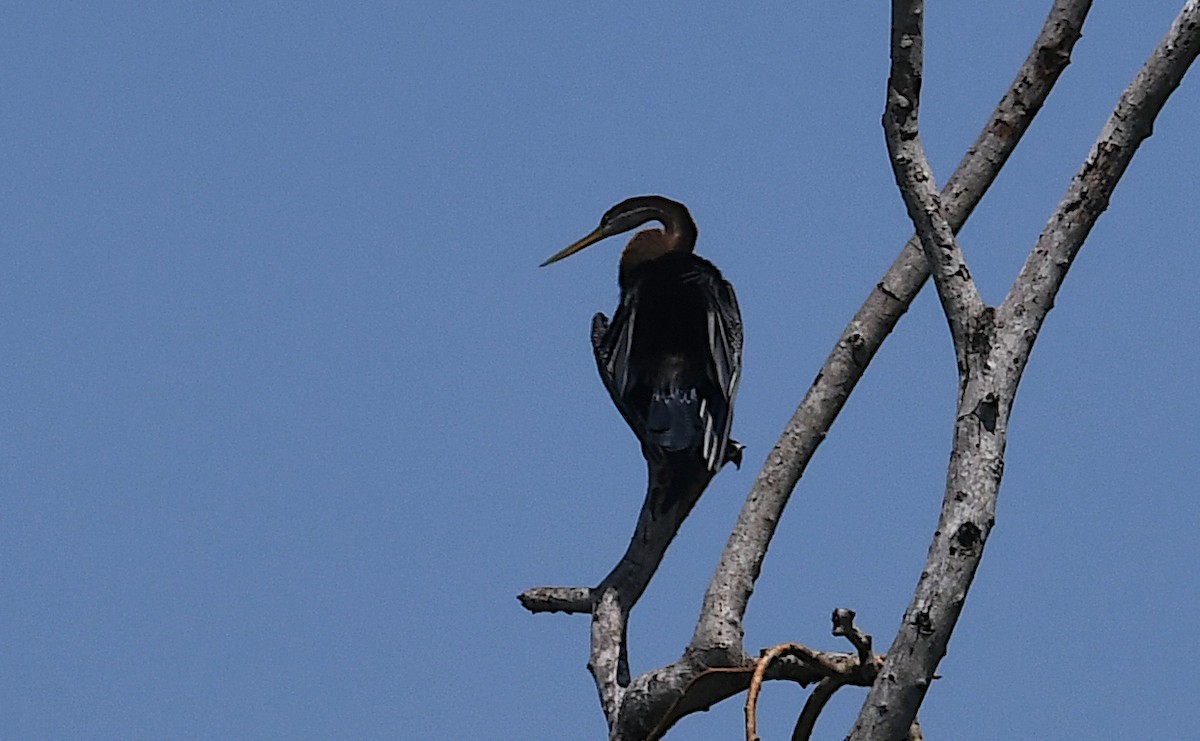 Oriental Darter - ML643813805