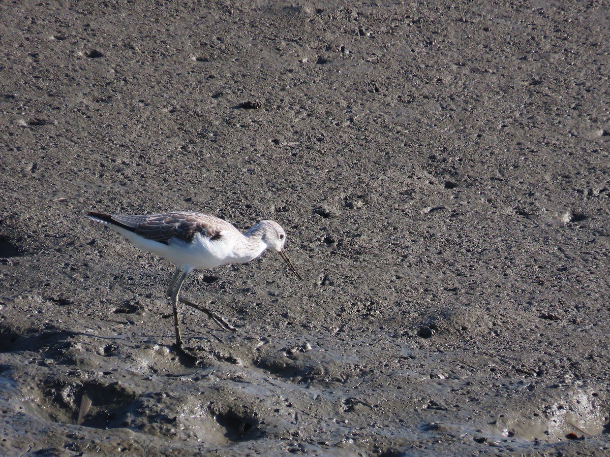 Common Greenshank - ML643813809
