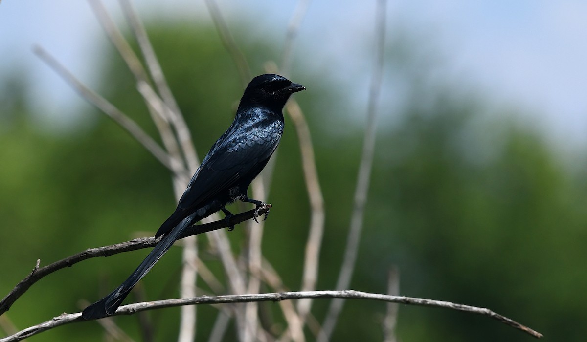 Black Drongo - ML643813810