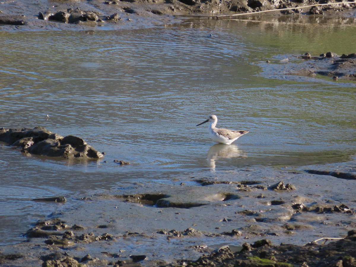 Common Greenshank - ML643813818