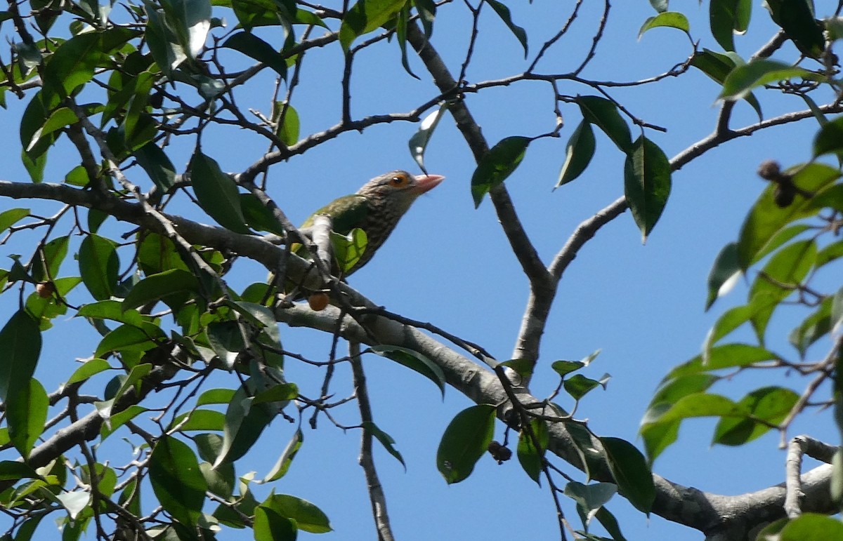 Lineated Barbet - ML643813822