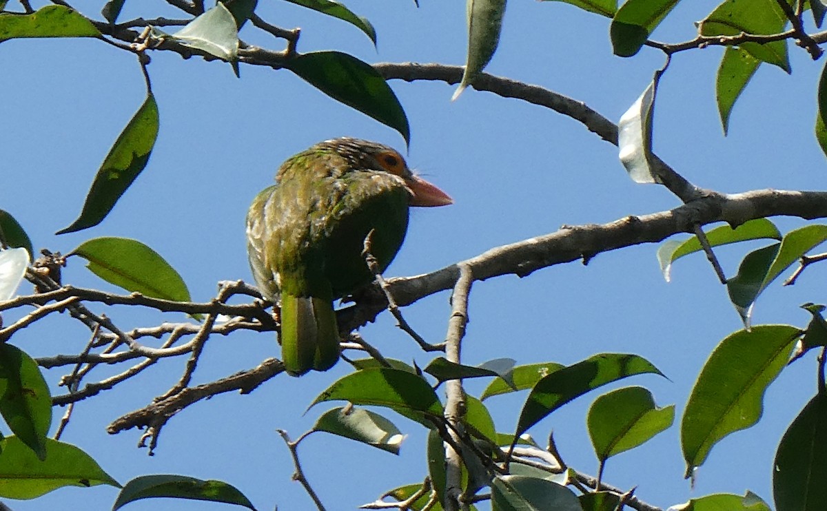 Lineated Barbet - ML643813823