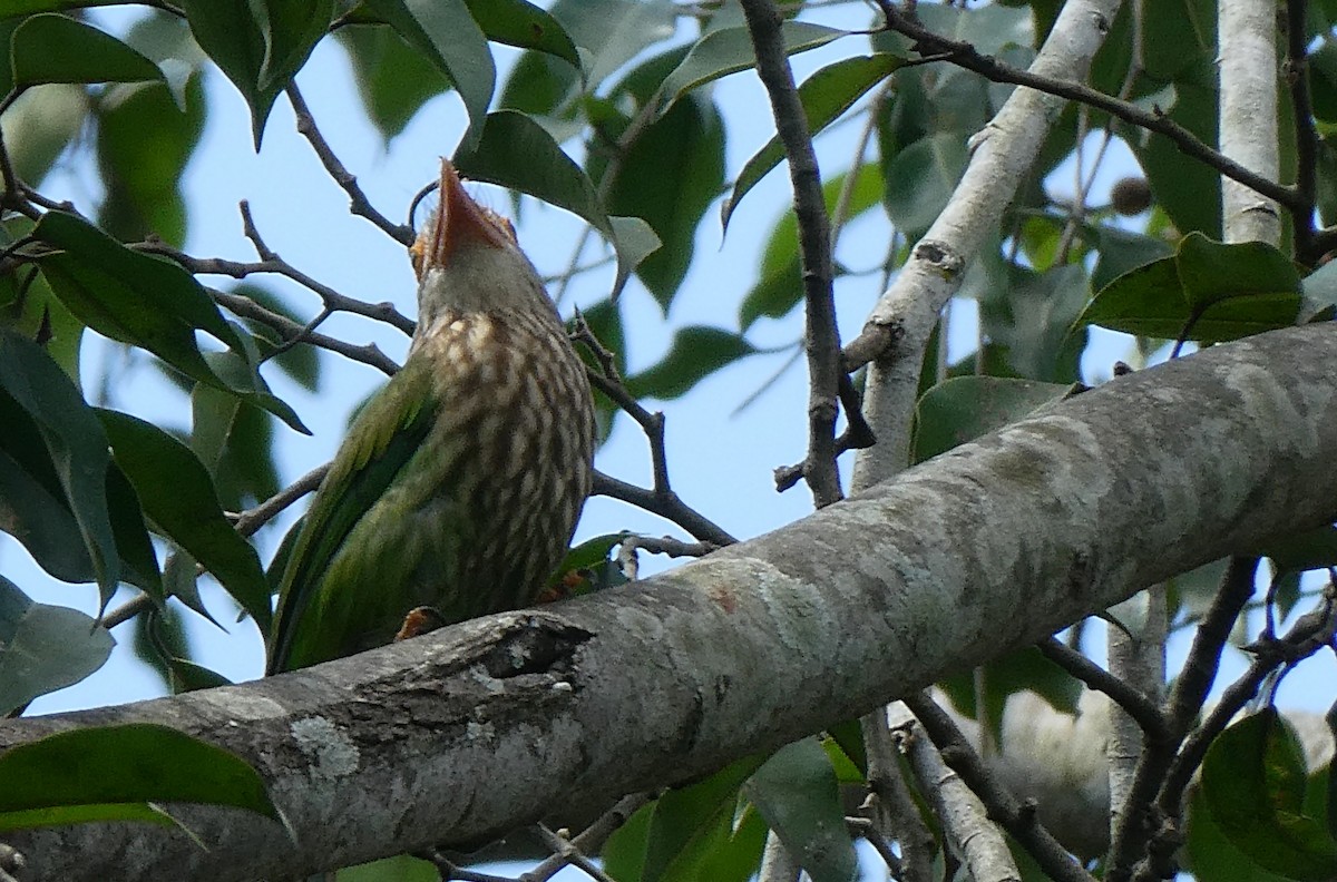 Lineated Barbet - ML643813824