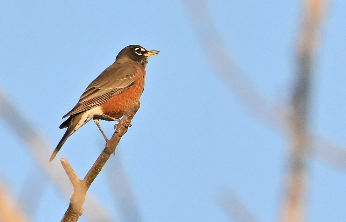 Дрізд мандрівний - ML643813825