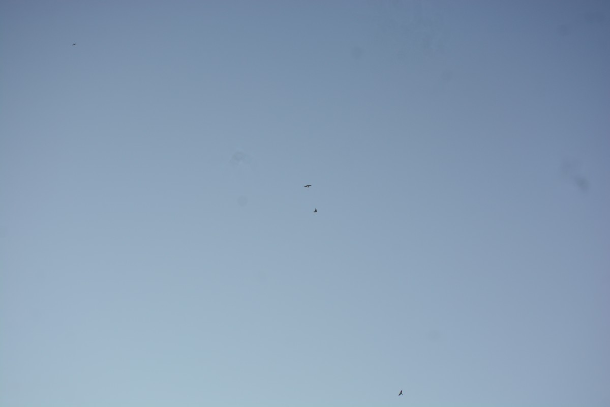 Асрын хараацай - ML643813835