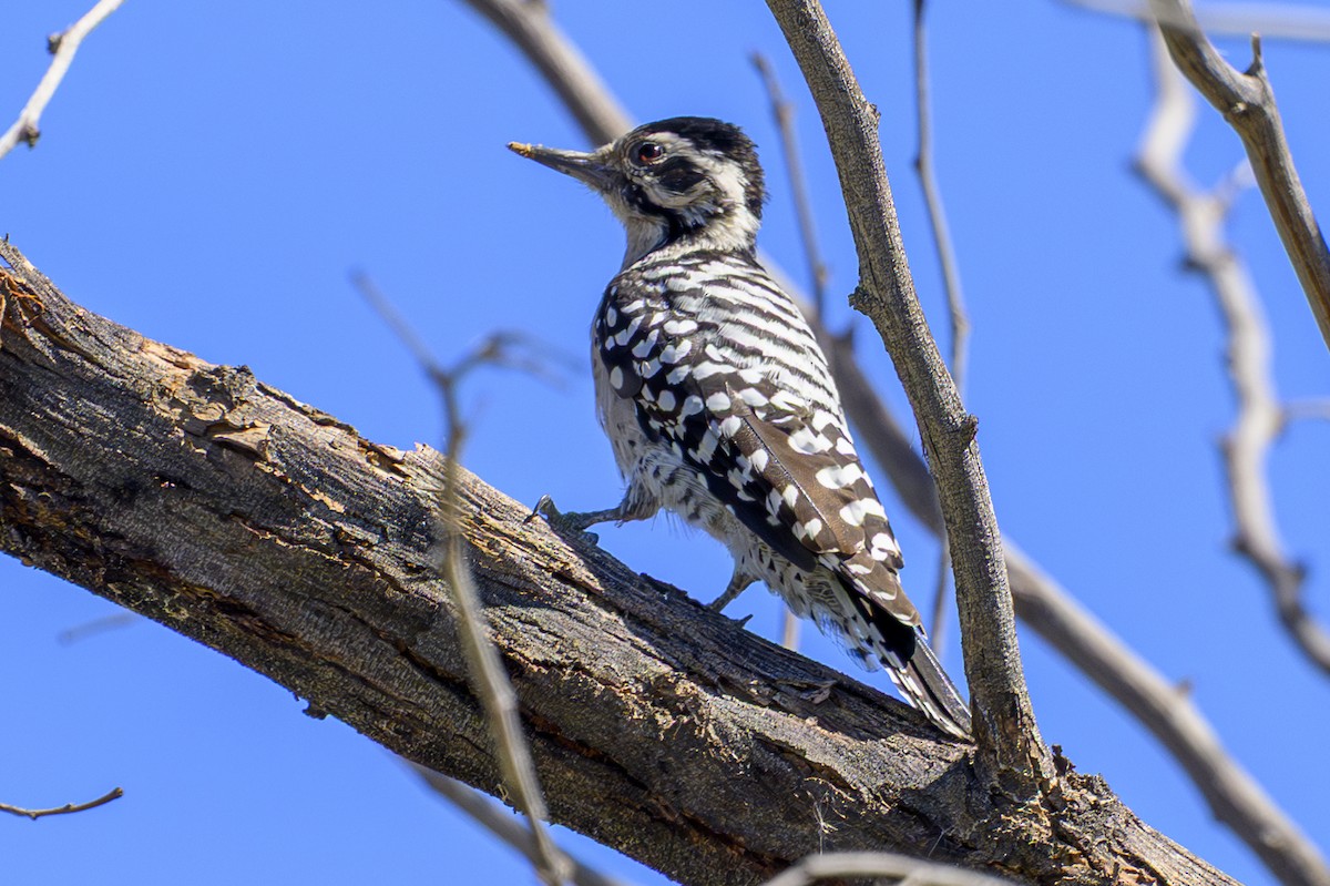 Ladder-backed Woodpecker - ML643813837