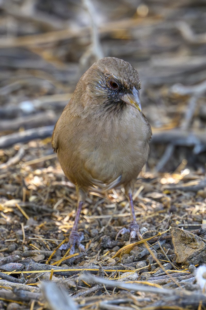 Abert's Towhee - ML643813851
