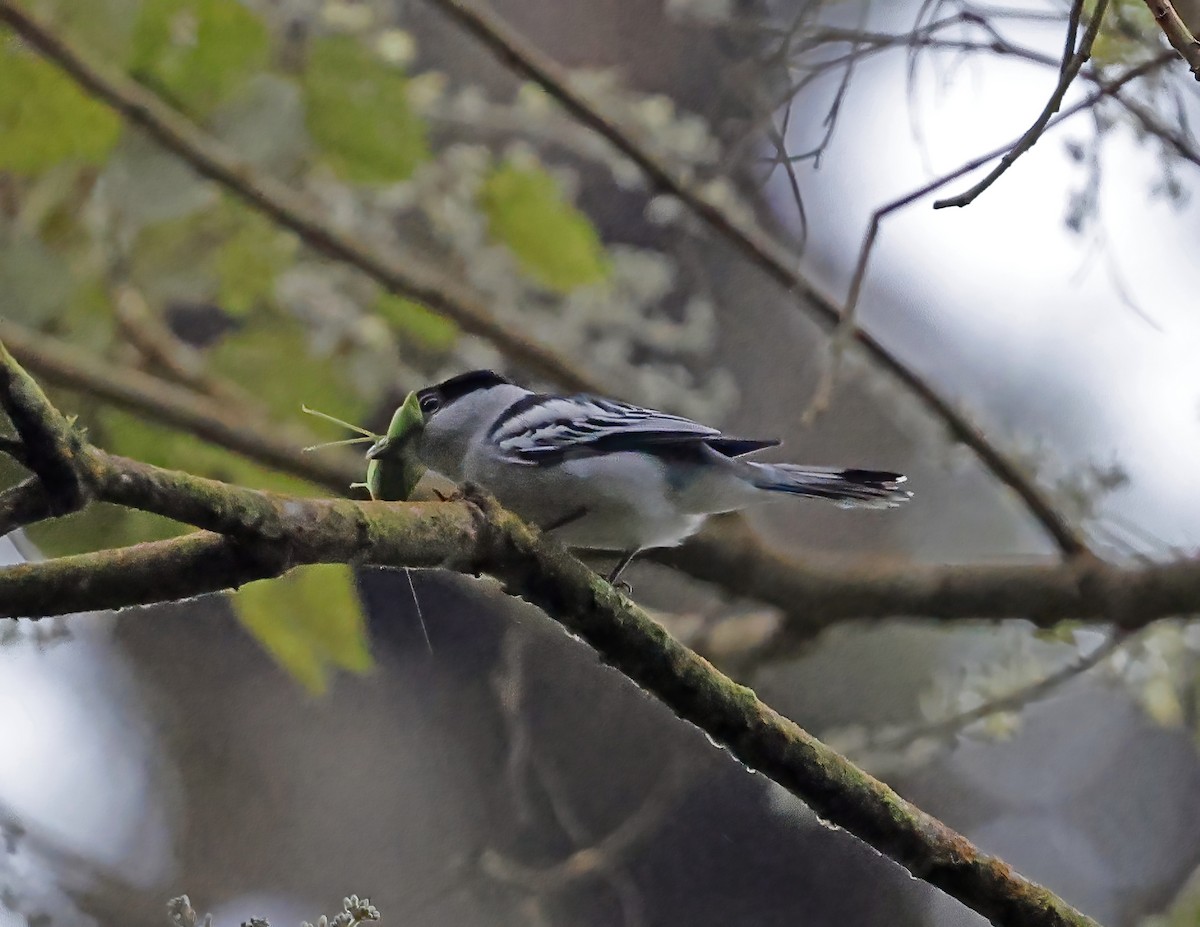 Gray-collared Becard - ML643813853