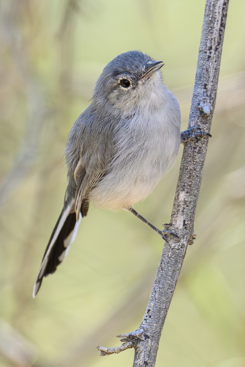 Black-tailed Gnatcatcher - ML643813854