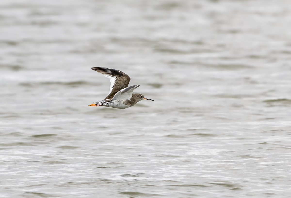 Common Redshank - ML643813881