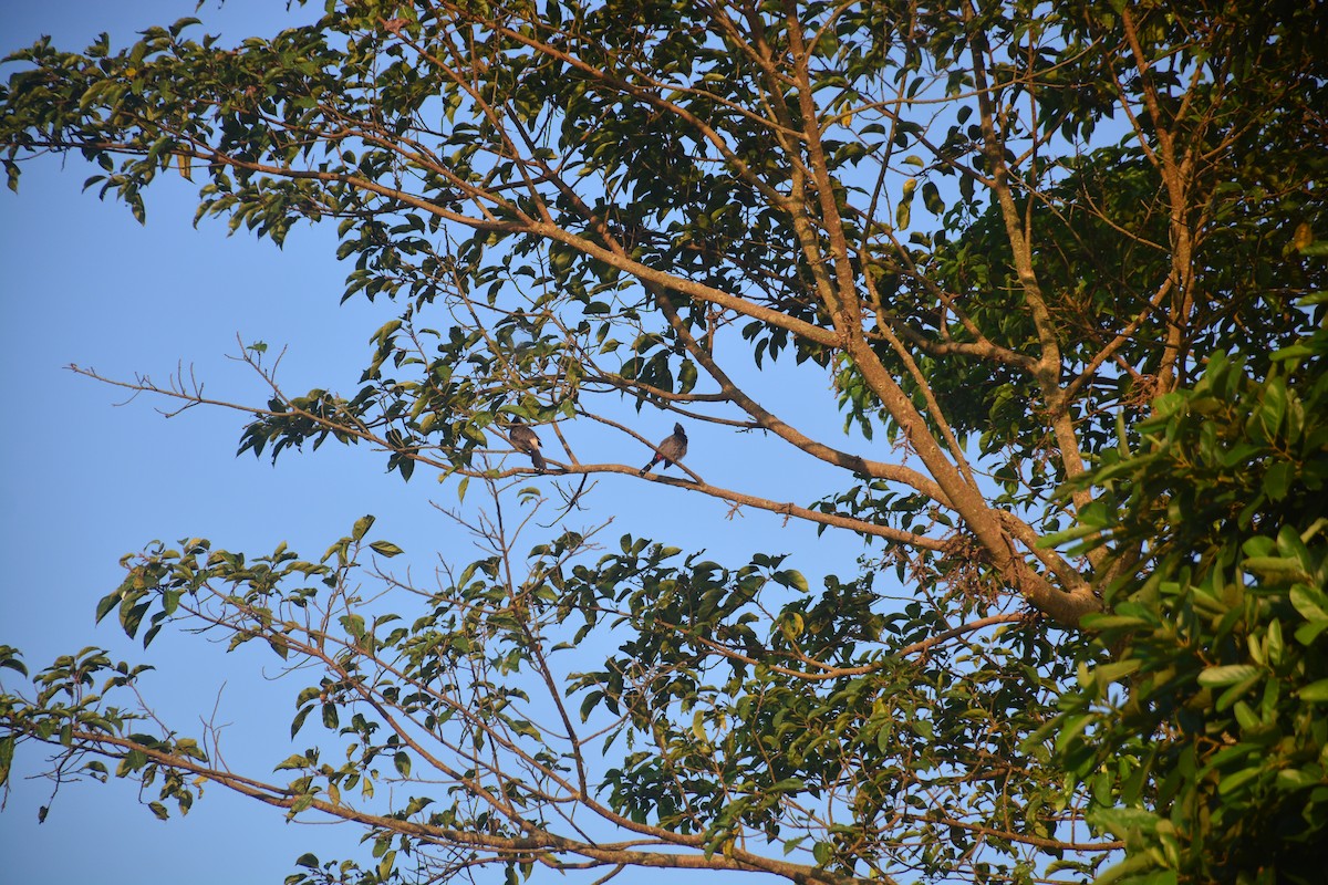 Red-vented Bulbul - ML643813907