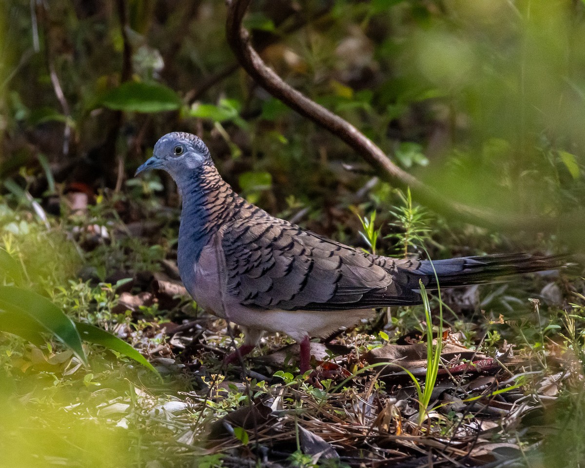 Bar-shouldered Dove - ML643813913
