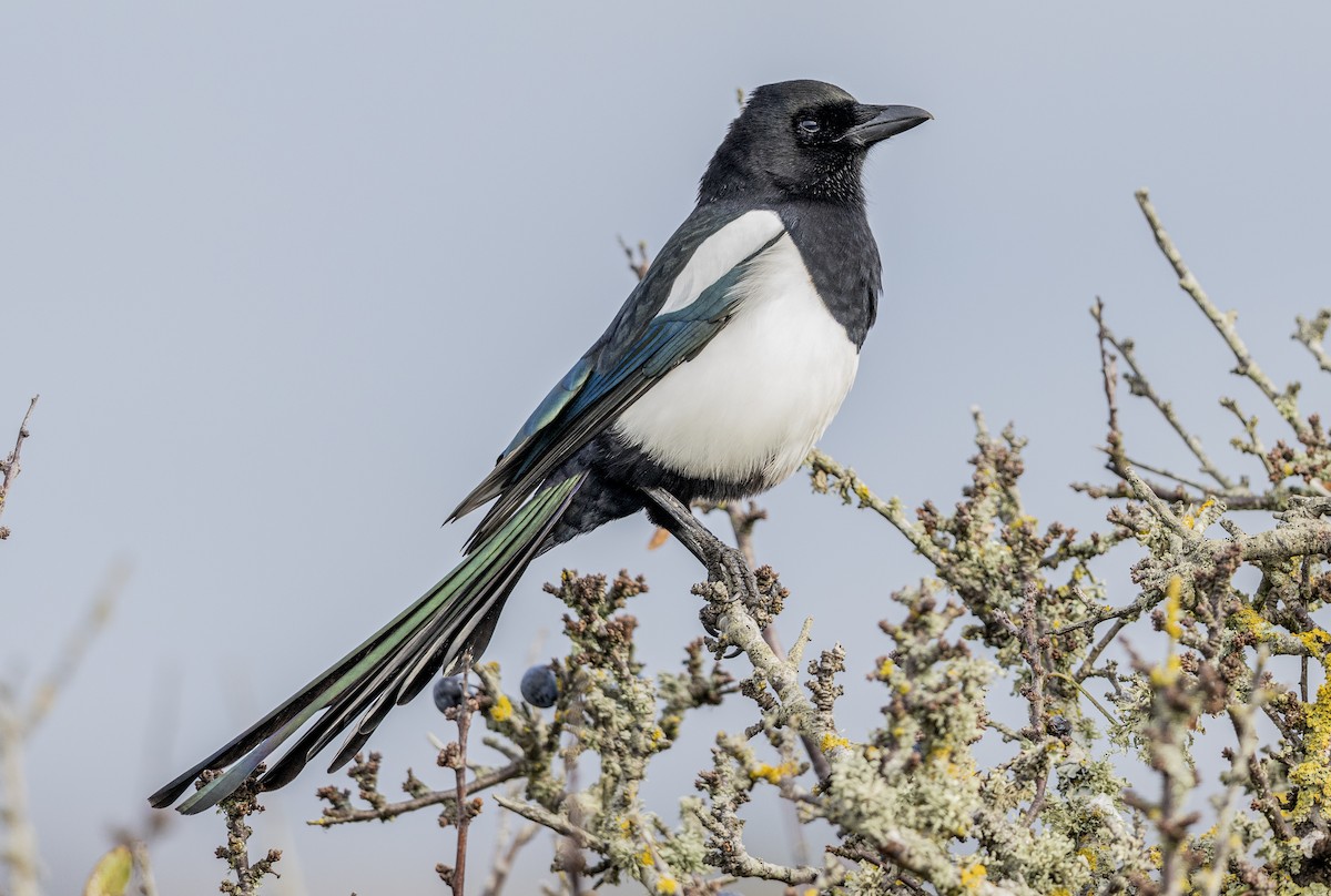 Eurasian Magpie - ML643813914