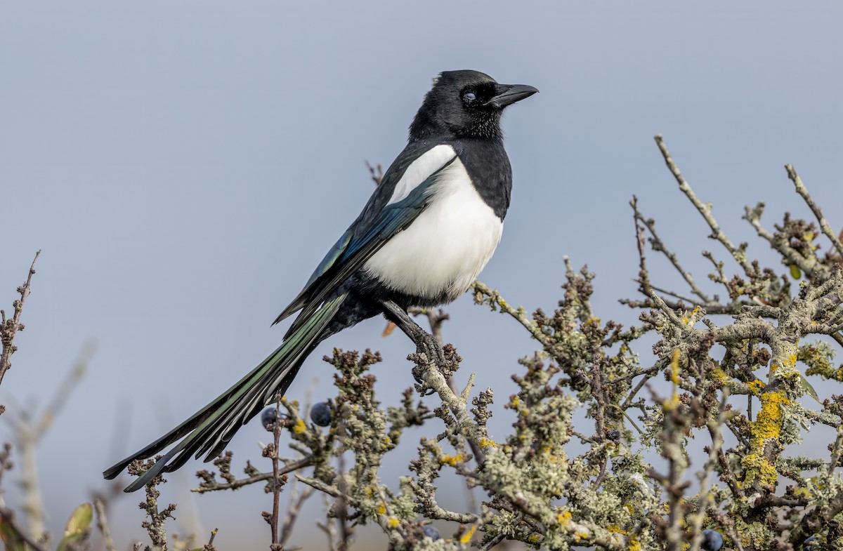 Eurasian Magpie - ML643813915