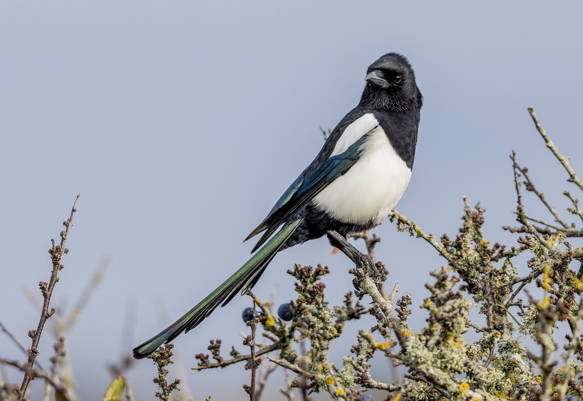 Eurasian Magpie - ML643813916