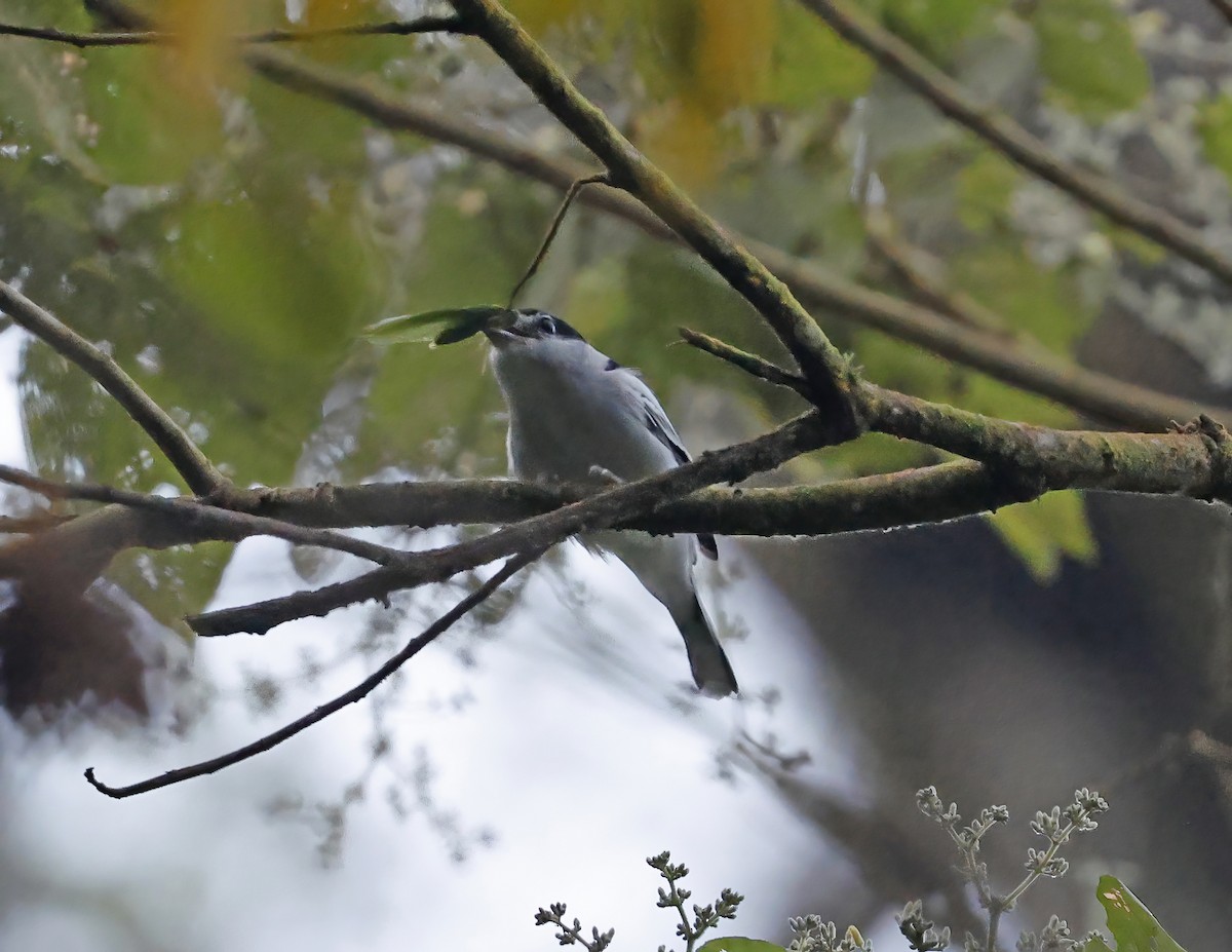 Gray-collared Becard - ML643813930