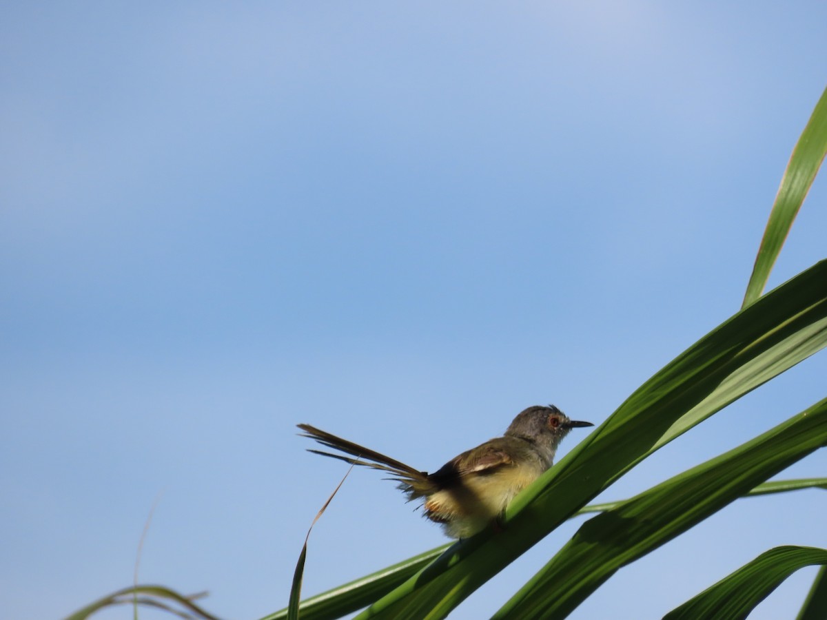Prinia à ventre jaune - ML643813937