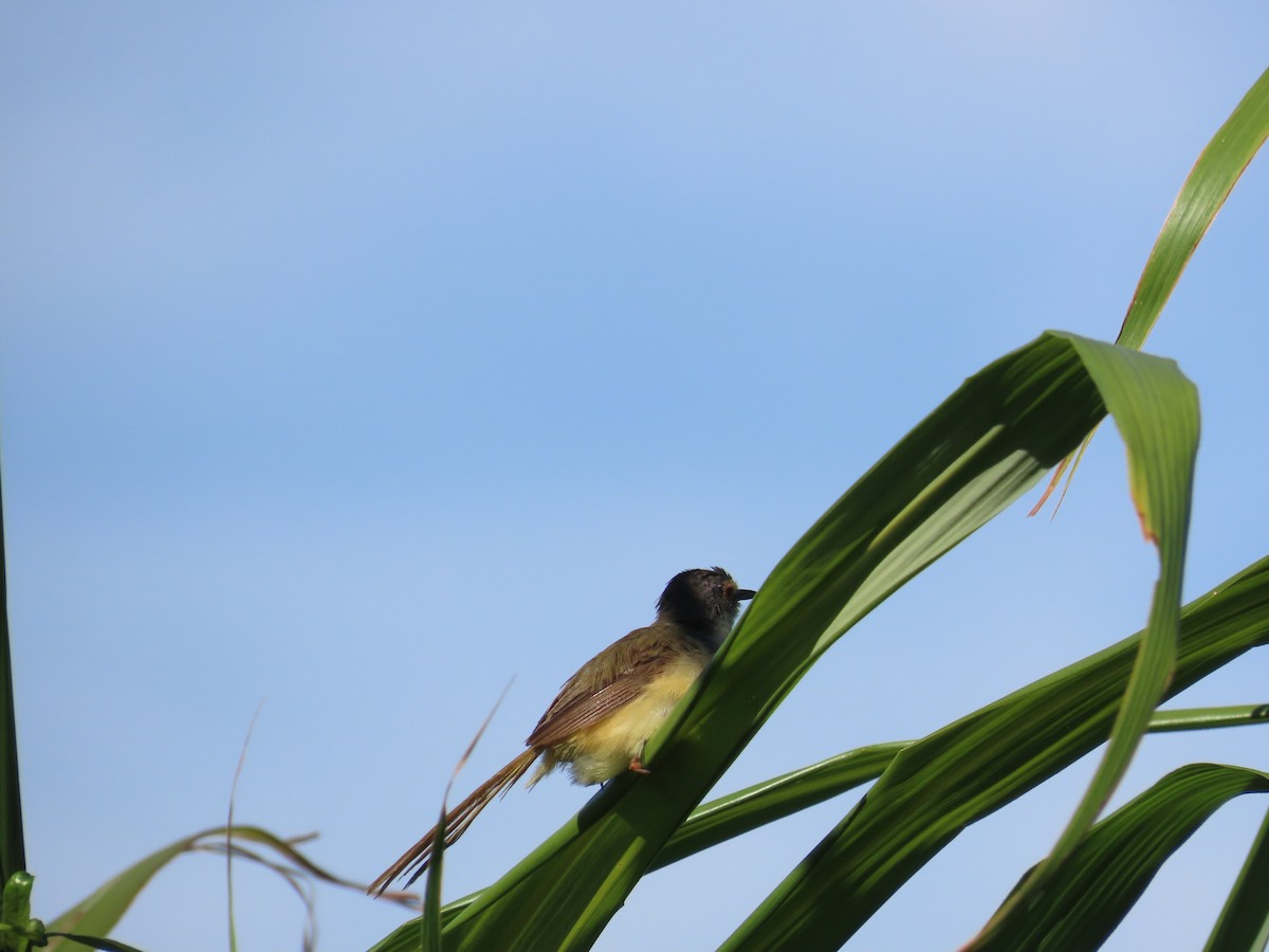 Prinia à ventre jaune - ML643813938