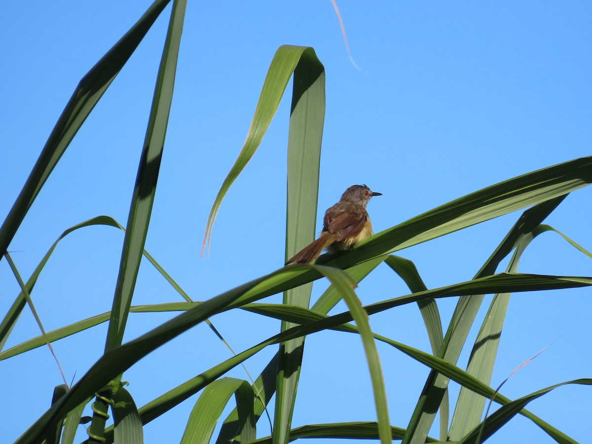 Prinia à ventre jaune - ML643813940