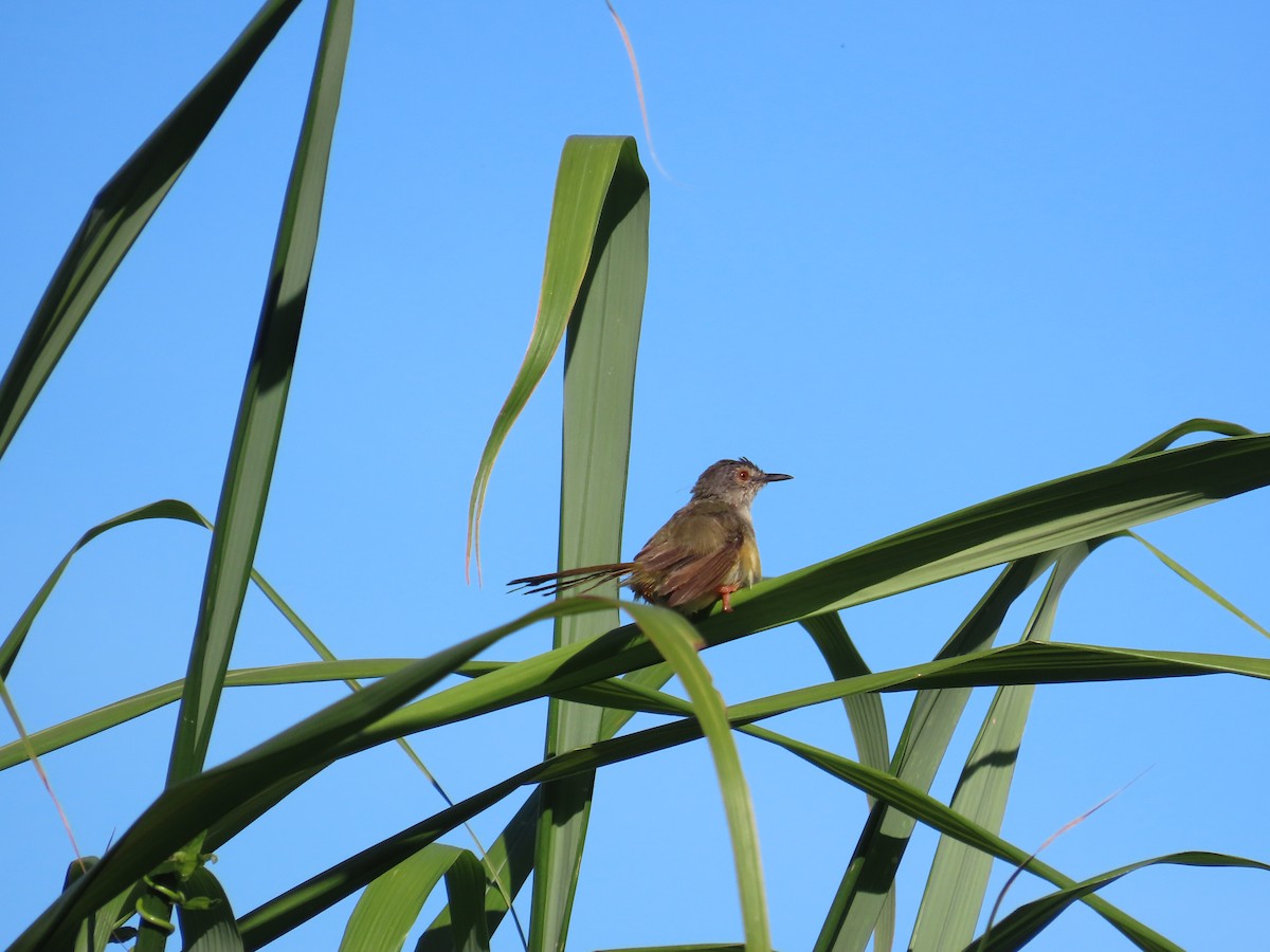 Prinia à ventre jaune - ML643813941