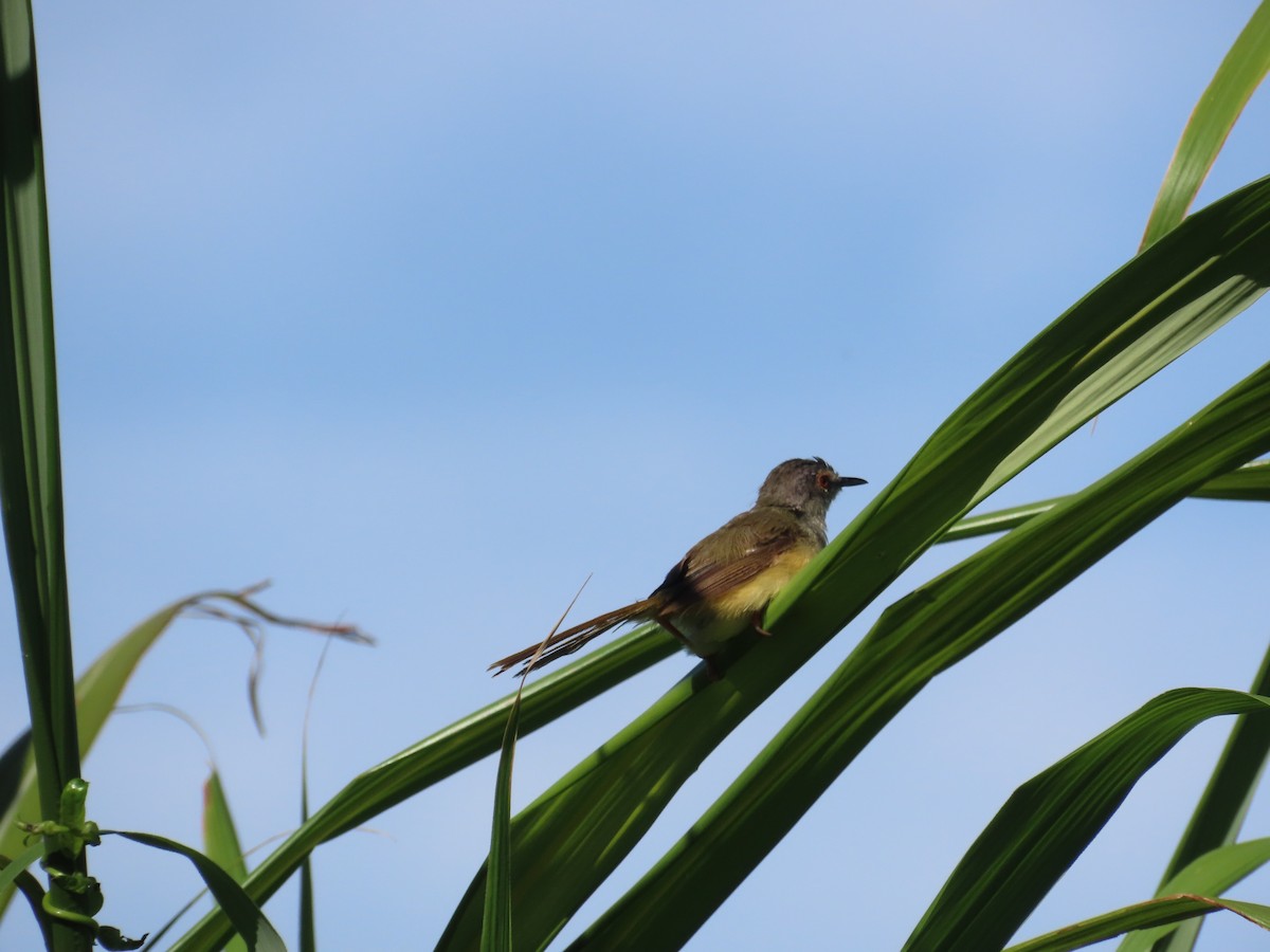 Prinia à ventre jaune - ML643813942