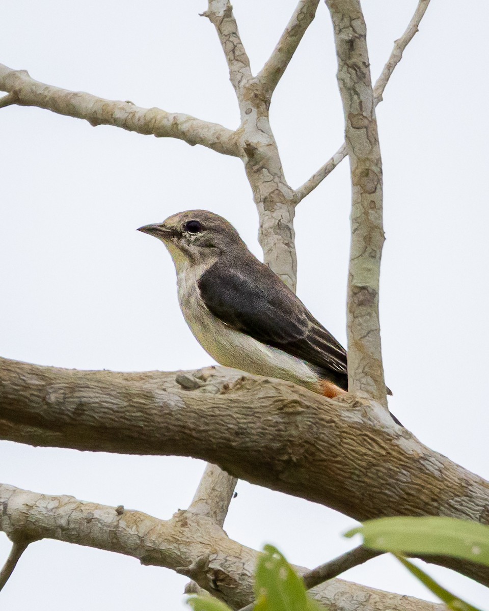 Mistletoebird - ML643813943