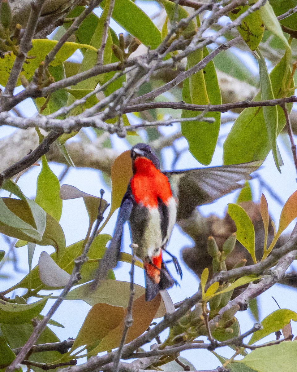 Mistletoebird - ML643813944
