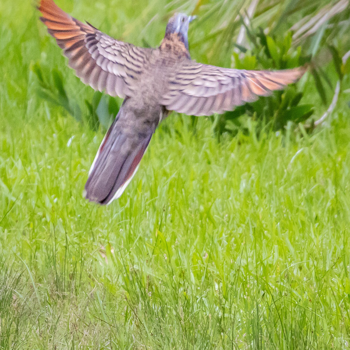 Bar-shouldered Dove - ML643813952