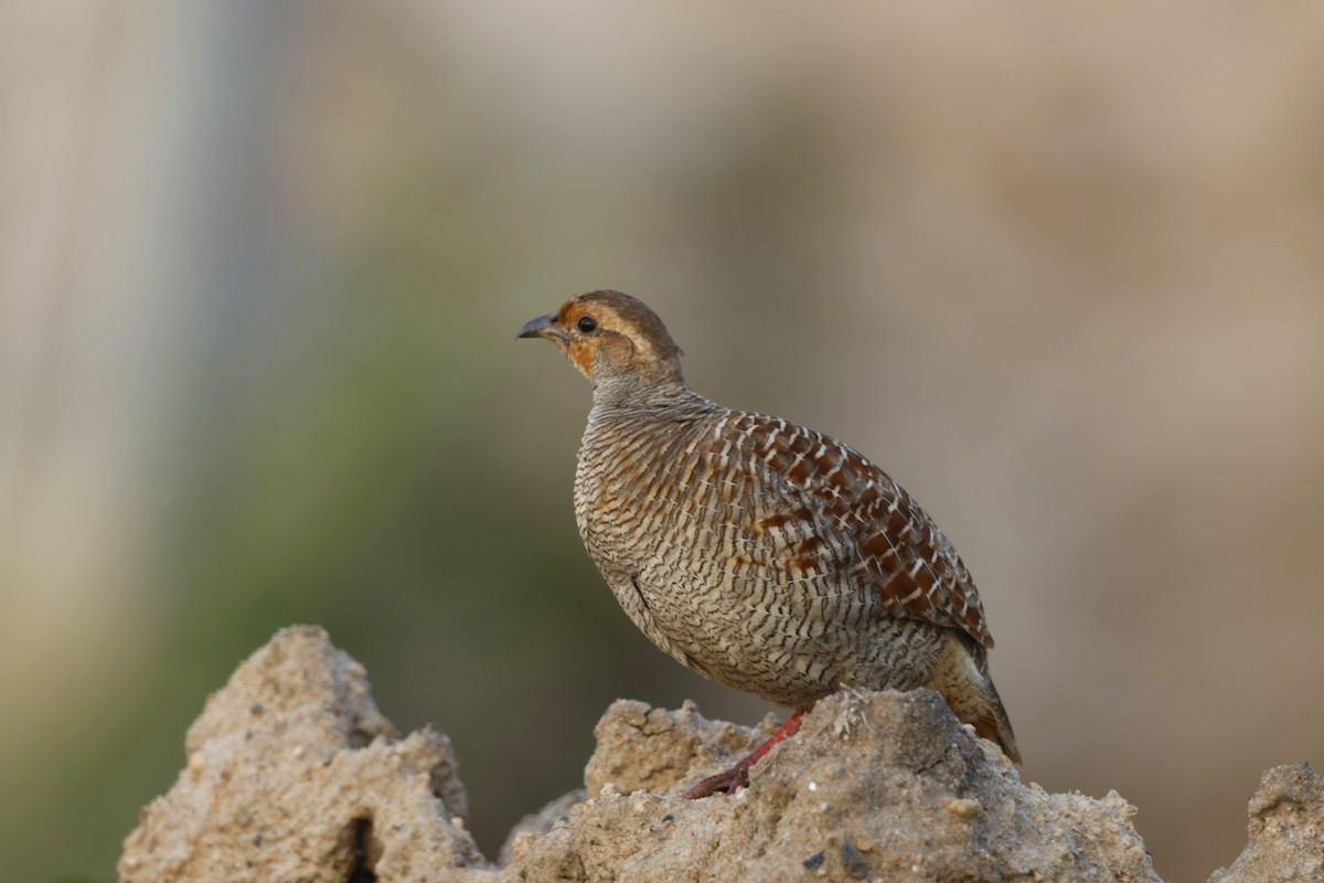 Gray Francolin - ML643813954