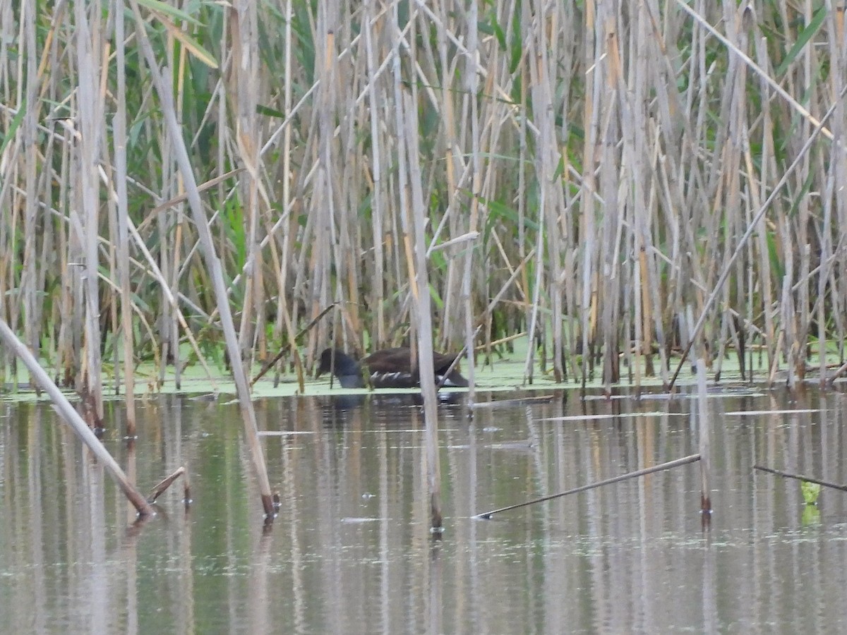 Common Gallinule - ML643813963