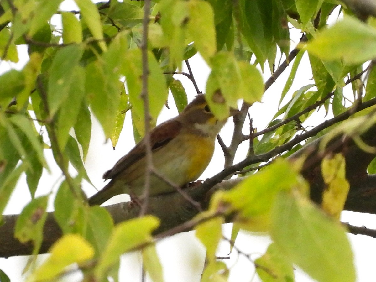 Dickcissel - ML643813970