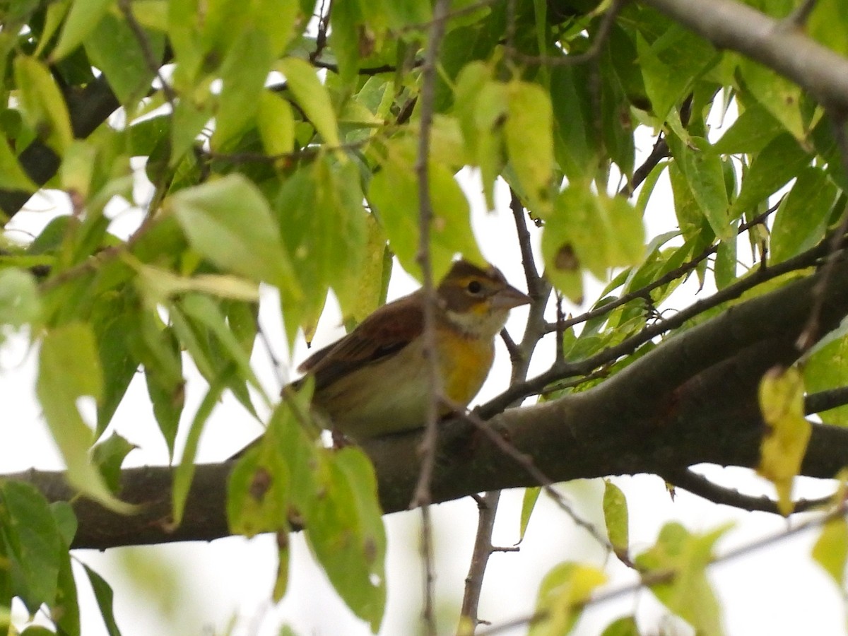 Dickcissel - ML643813971