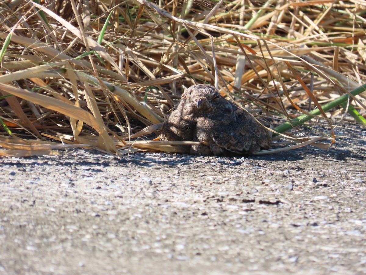 Savanna Nightjar - ML643813974