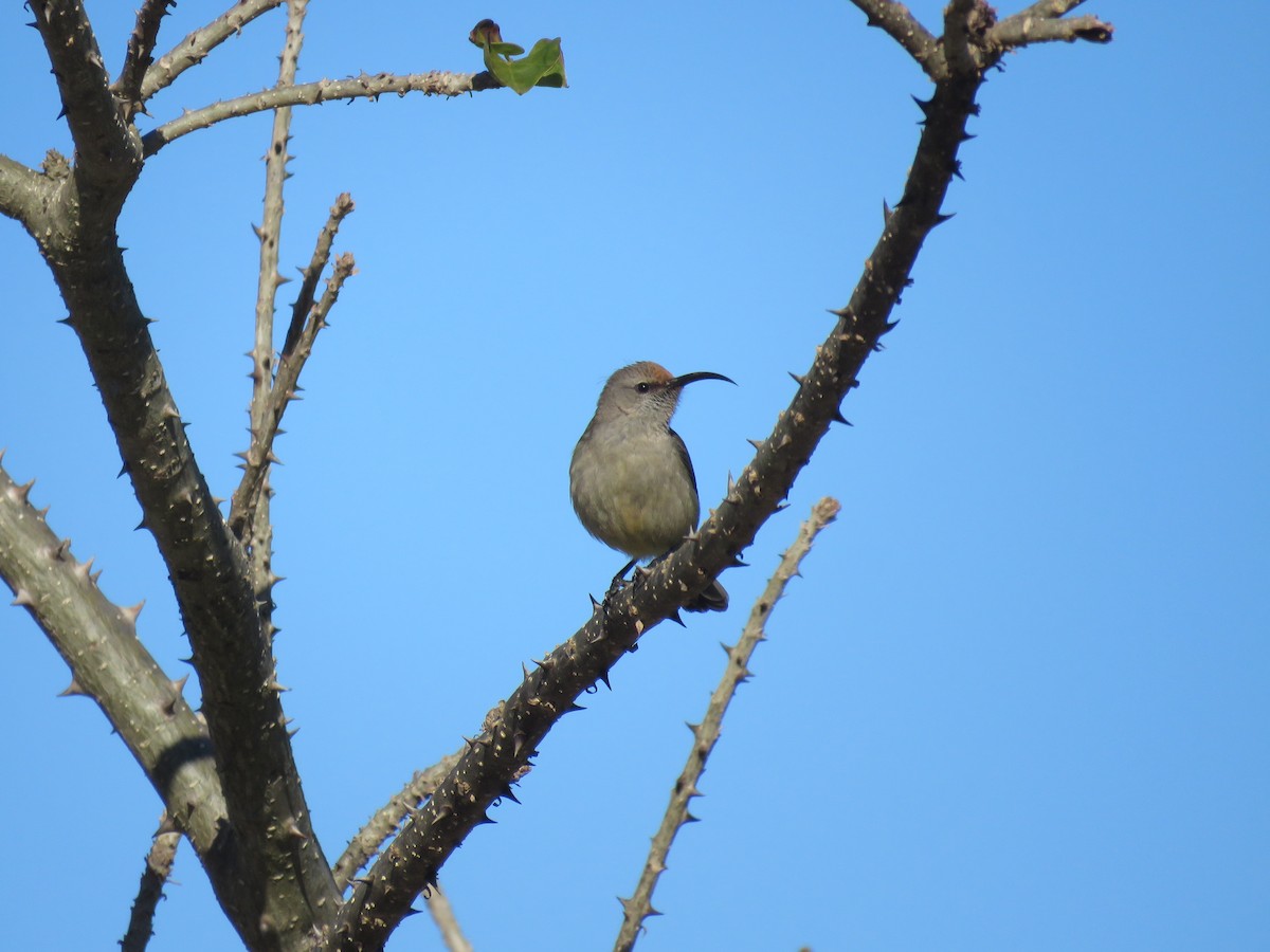 Dusky Sunbird - ML643813978