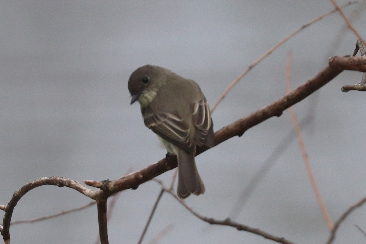 Eastern Phoebe - ML643813989