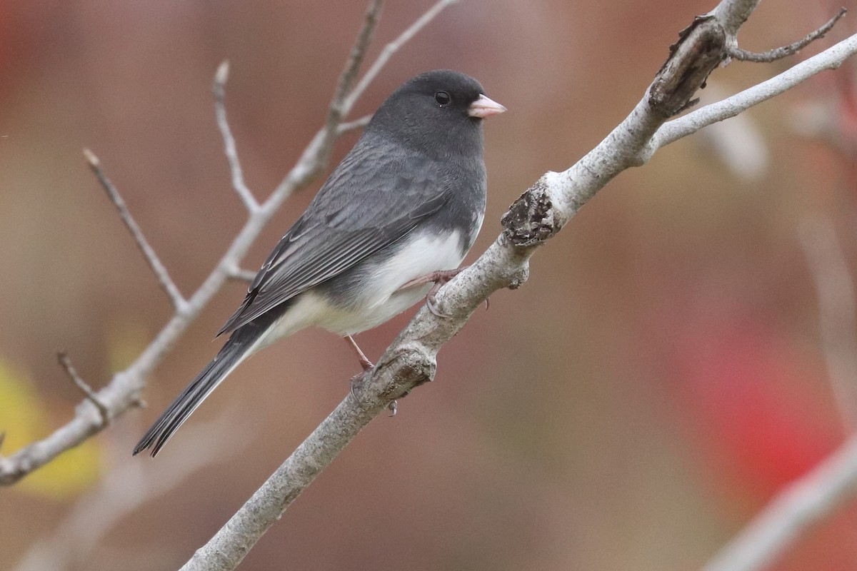 Dark-eyed Junco - ML643813999