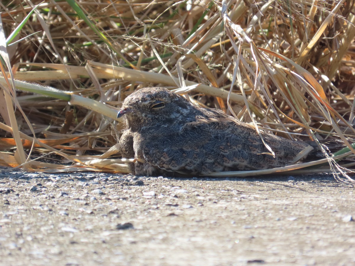 Savanna Nightjar - ML643814003