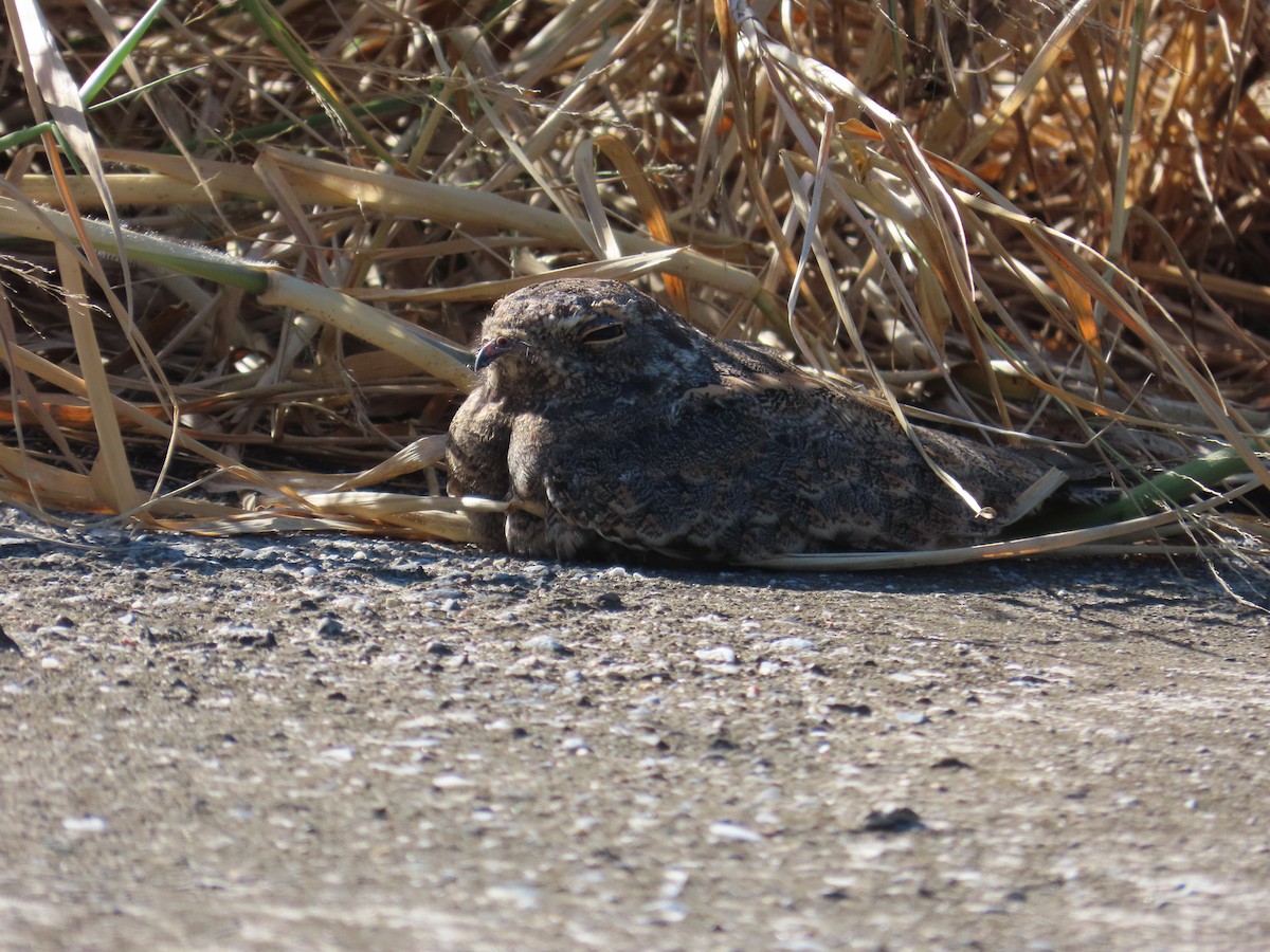 Savanna Nightjar - ML643814005