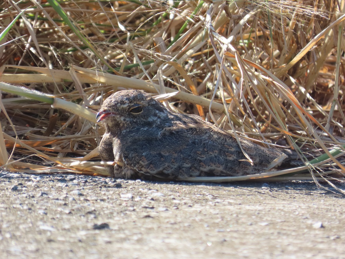 Savanna Nightjar - ML643814018