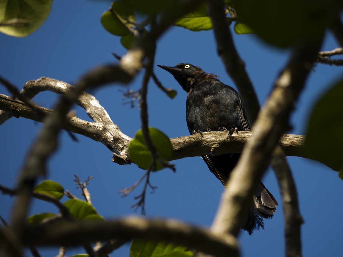 Greater Antillean Grackle - ML643814023